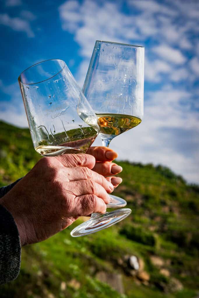 Alte Weingläser mit Wein, im Hintergrund die Weinberge bei Sonnenschein.