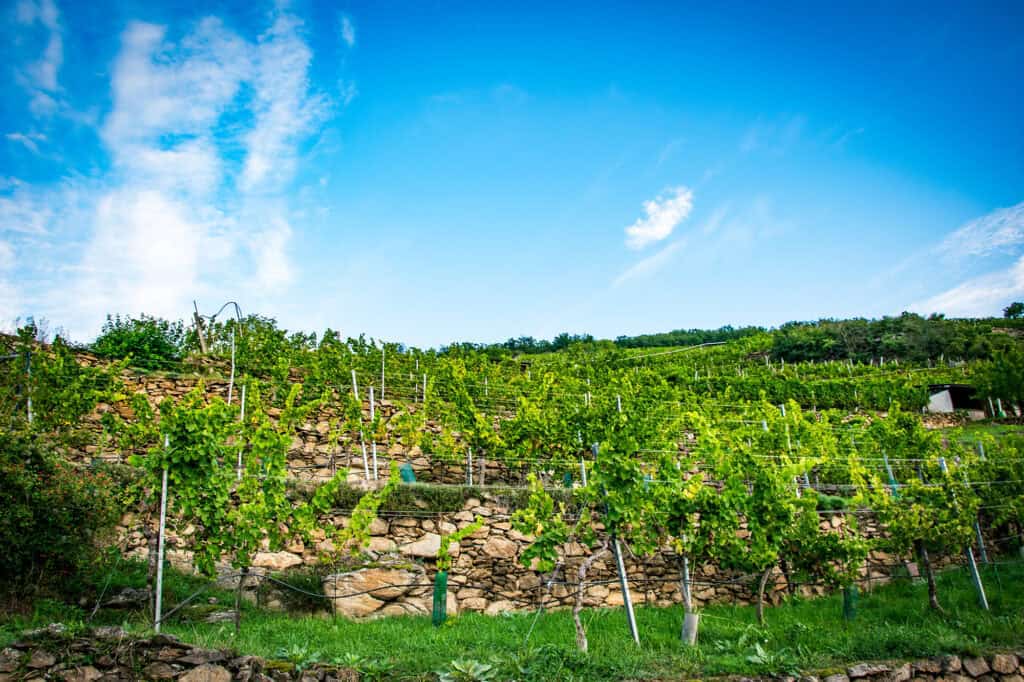 Malerischer Weinberg in der Steiermark mit Reben und sonnigem Himmel.