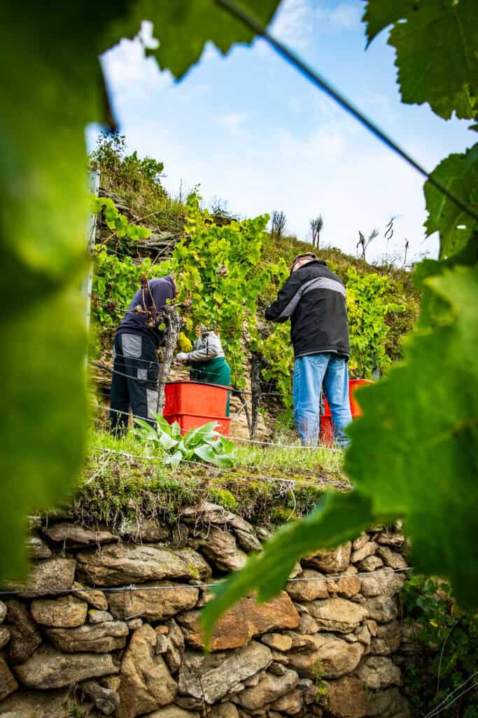 Weinlese im Weinberg des Weinguts Bäuerl mit Winzern bei der Arbeit.