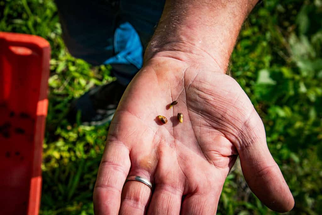 Hand hält kleine Trauben im Weinberg, Weinbau bei Bäuerl.