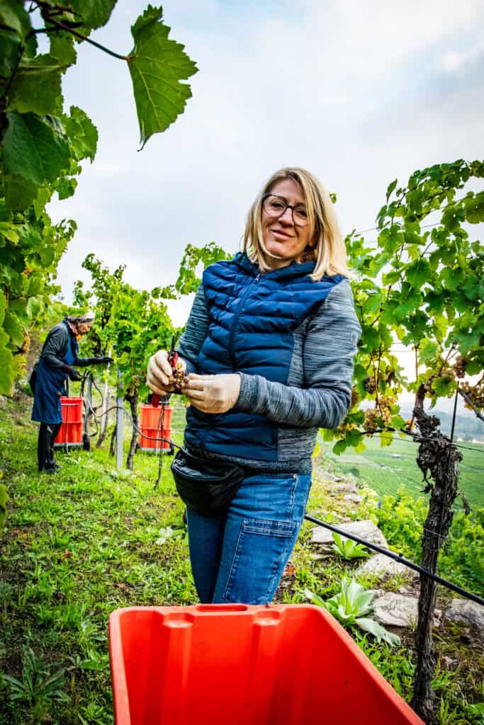 Frau bei der Weinlese im Weinberg, Weinernte bei Bäuerl.
