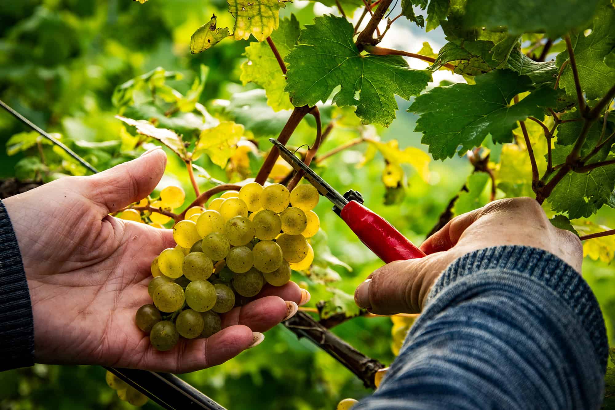 Rebschnitt und Ernte bei Weingut Bäuerl in Österreich.