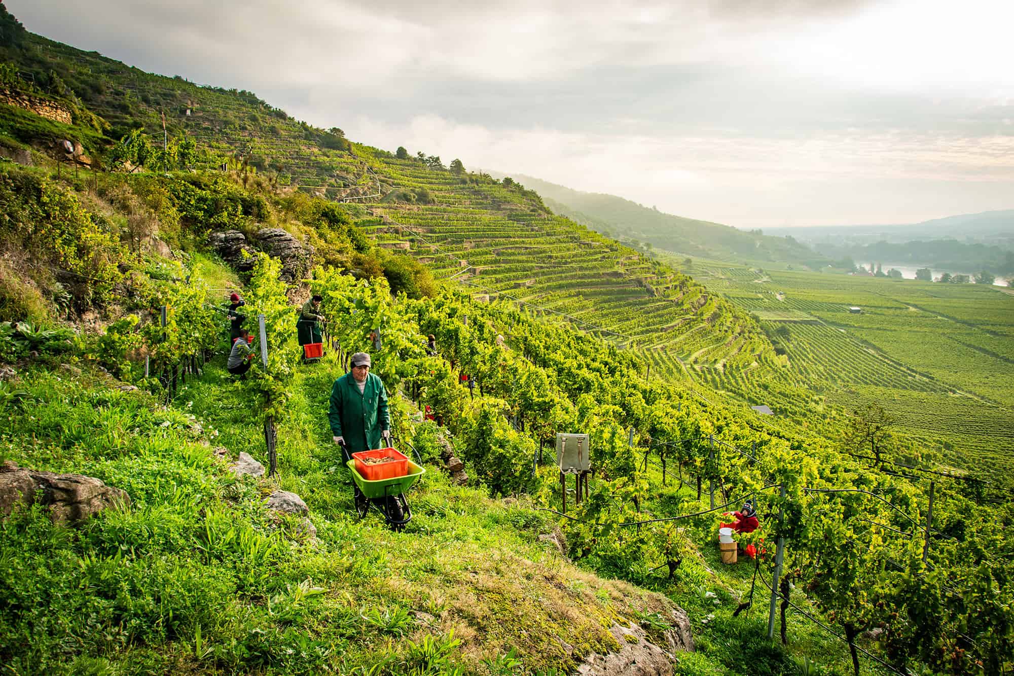 Weinberg mit Winzern bei der Pflege der Reben in der malerischen Landschaft.