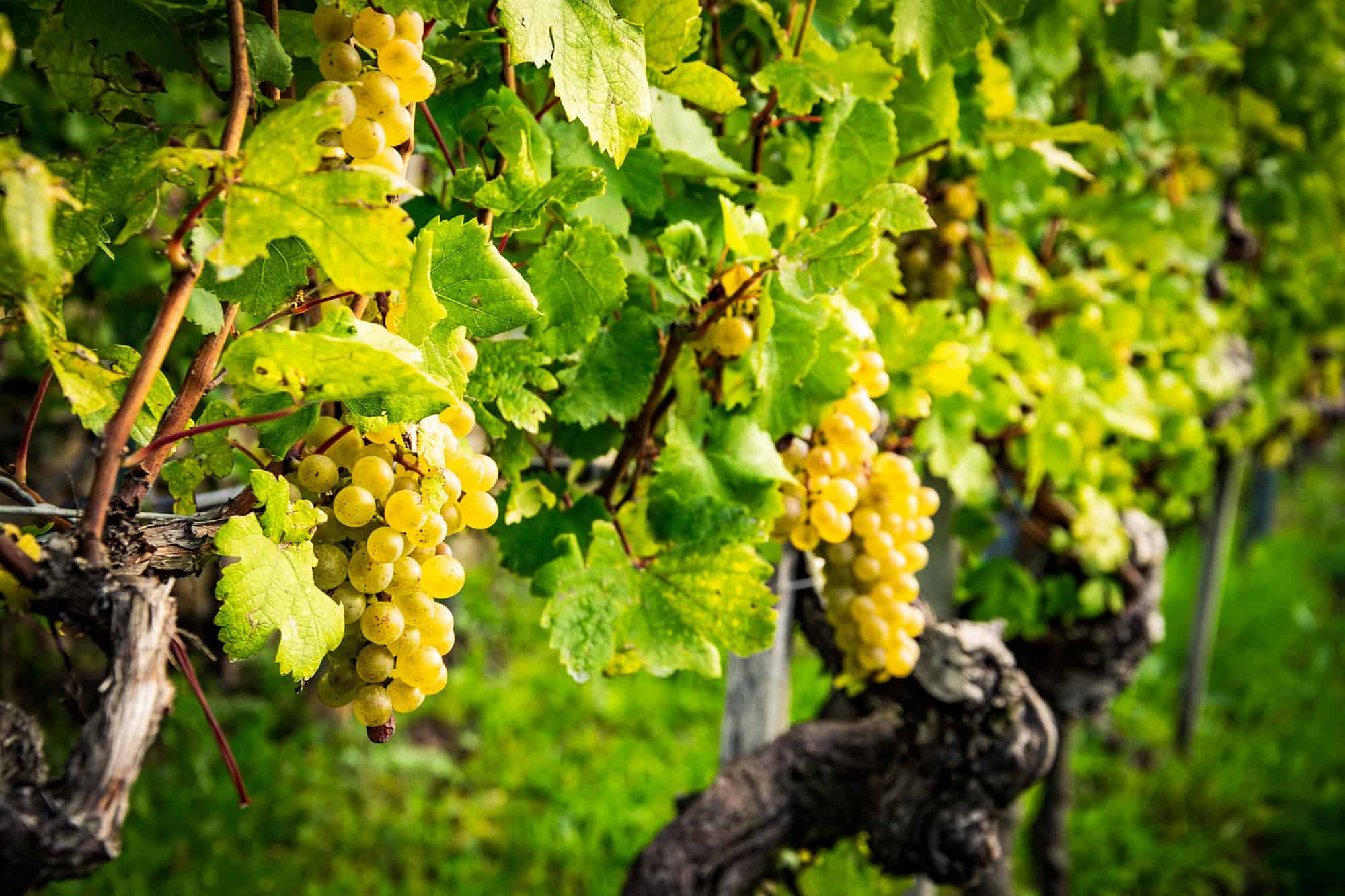 Reben im Weinberg des Weinguts Bäuerl, ideal für hochwertigen Weinbau in der Region.