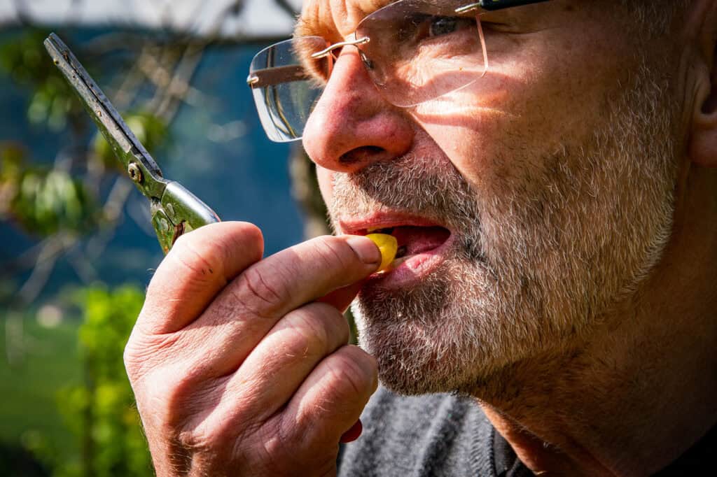 Winzer beim Probieren von Wein im Weingut Bäuerl, Über uns.